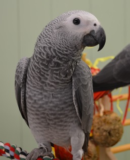 african grey parrots breeders