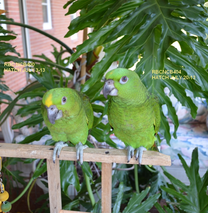 Breeders of Yellow Naped Amazon