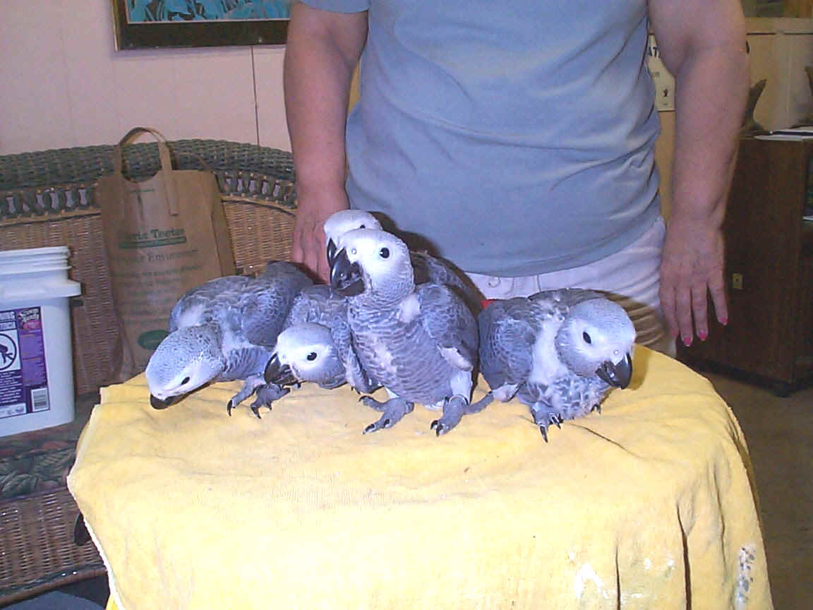 Handfed Baby African Grey ParrotCongo African Greys for sale