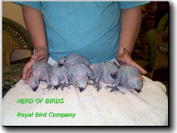 baby grey,congo african grey parrots,handfed baby greys
