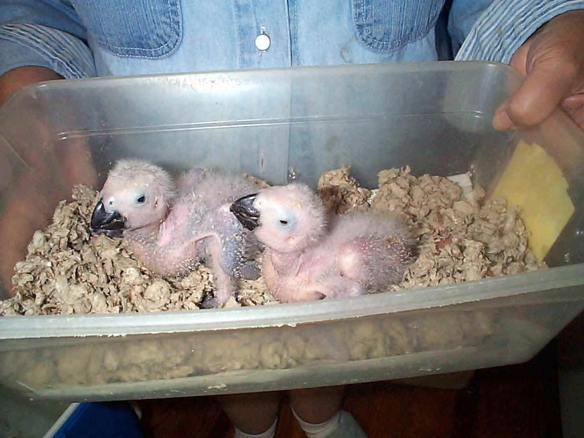 baby african grey, congo grey parrot,