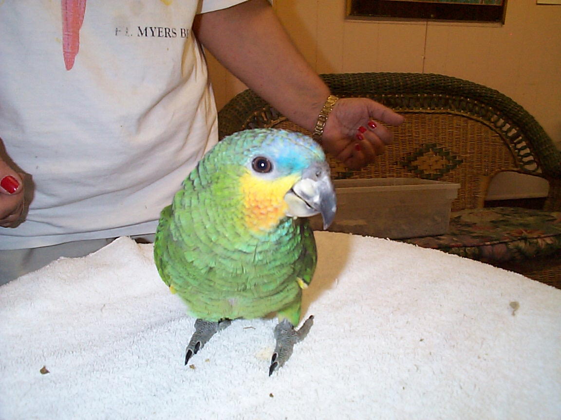 Handfed Baby Birds and Parrots For Sale African greys,blue gold macaws