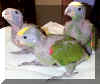baby amazon parrots.jpg (95149 bytes)