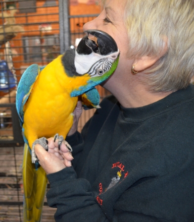 handfed baby blue gold macaw-Royal Bird Company