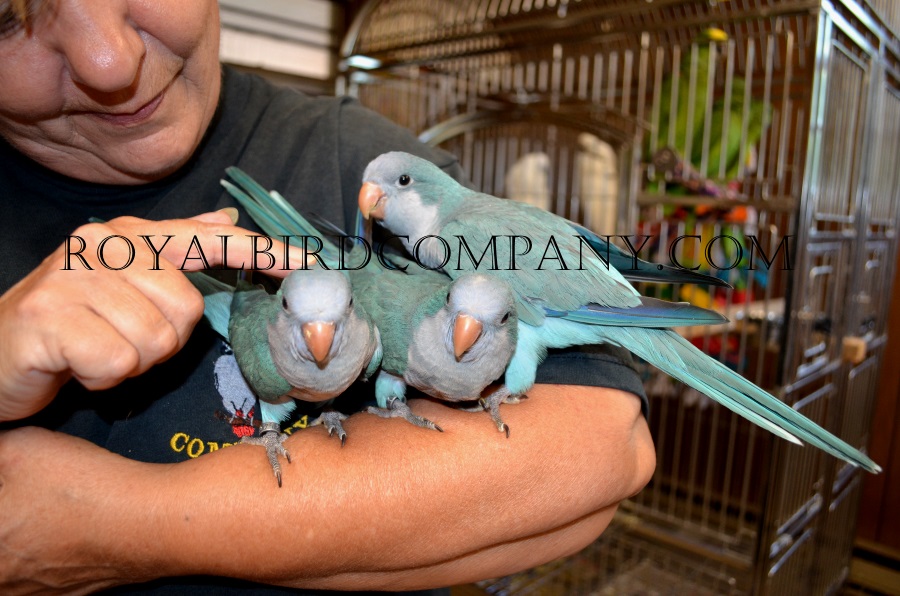 baby blue quakers