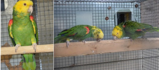 double yellow head amazon parrots
