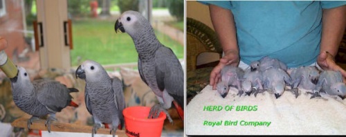 bluefronted amazons,handed bluefront