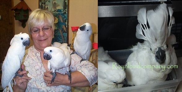 handfed baby umbrella cockatoo