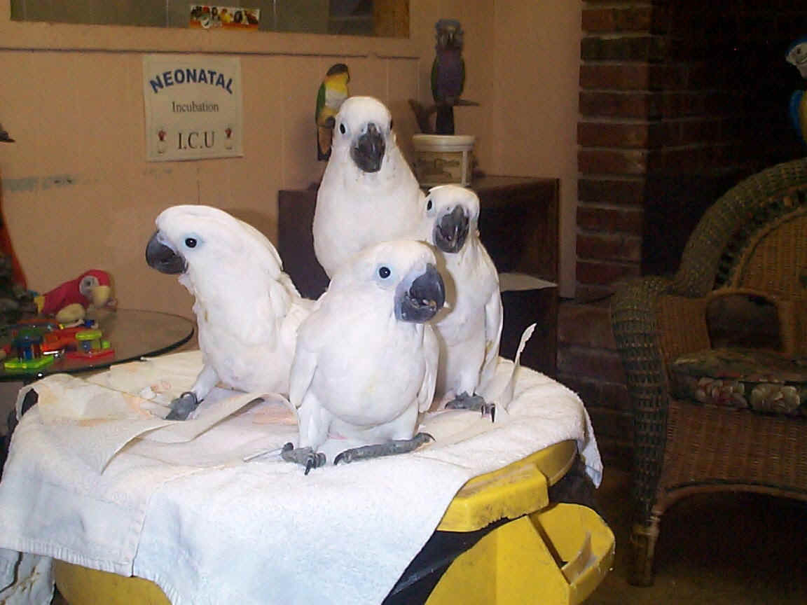 cockatoos,baby parrots,umbrella cockatoos, royal bird company