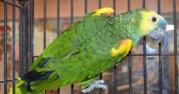 blue front amazons parrot for sale