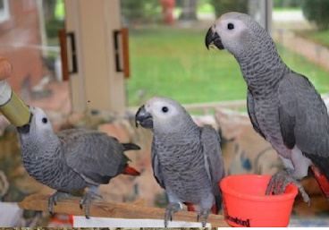 handfed baby african grey parrots for sale
