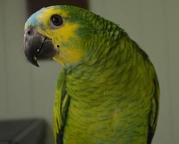 baby blue fronted amazon parrots for sale