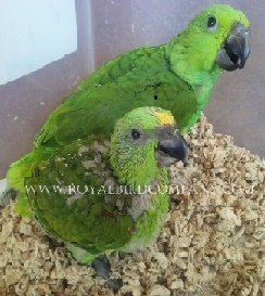 yellow naped amazon parrots