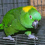 handed baby yellow naped amazon