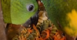 amazon parrots for sale