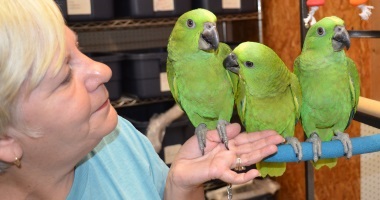 handfed baby yellow nape amazon parrot