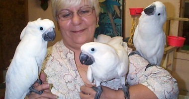 tame cockatoos,baby african grey parrots,macaws,for sale, yellow naped