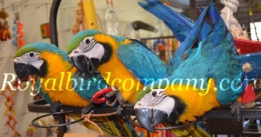 blue gold macaw baby,handfed