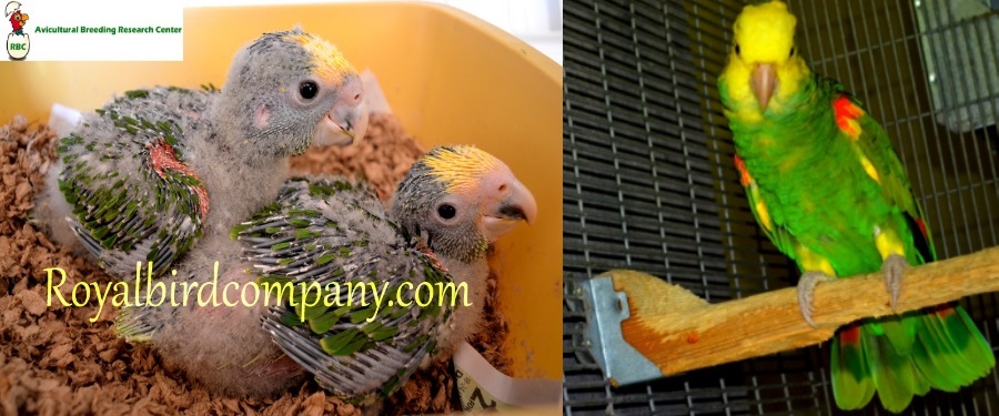 handfed baby double yellow head amazon parrot
