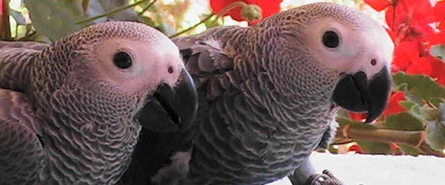 handfed baby african grey parrot