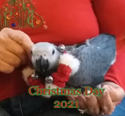 african-grey-baby-congo parrots