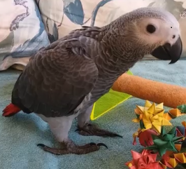 handfed baby african grey parrots