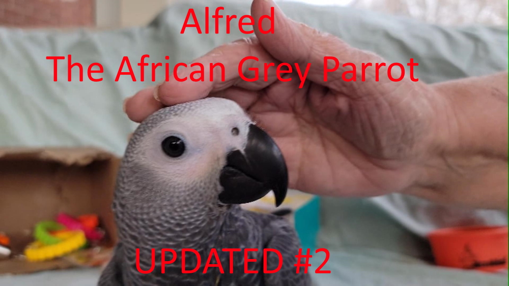 baby african grey parrots