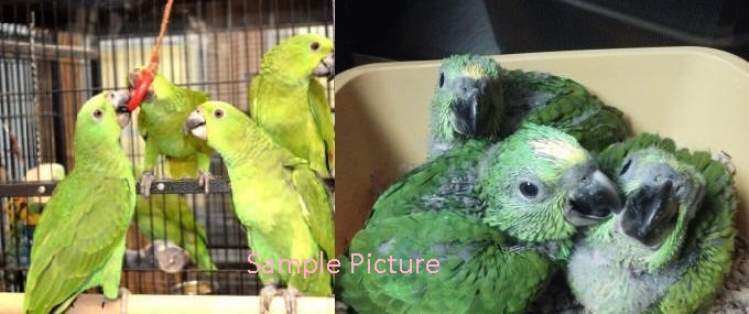 talking birds yellow nape amazon parrot for sale