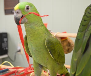 handfed baby parrot