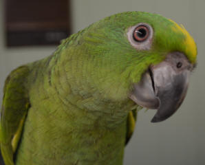 handfeed baby yellow napes parrot