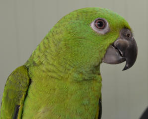 honduran yellow napes parrot sale