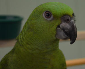 honduran yellow naped baby