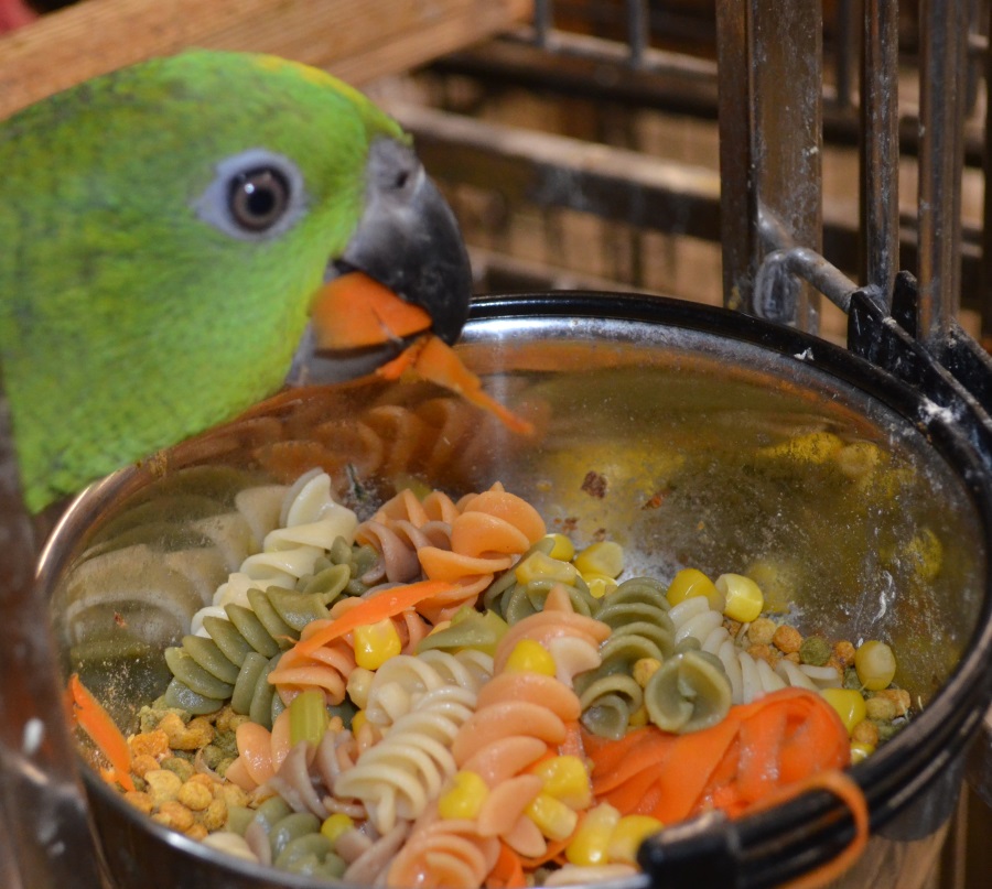 PARROT-DIET-FOOD