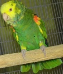 double yellow head amazon baby parrot