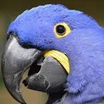 hyacinth macaw baby