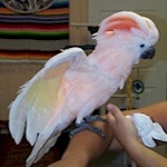 moluccan cockatoo, handfed baby