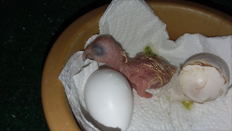 baby yellow naped amazon parrot eggs