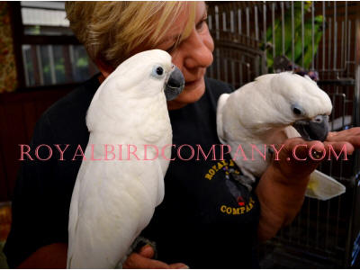 umbrella cockatoo pet birds