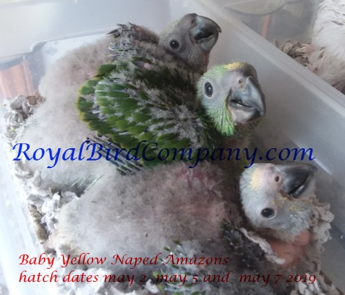 hand fed yellow naped amazons parrot
